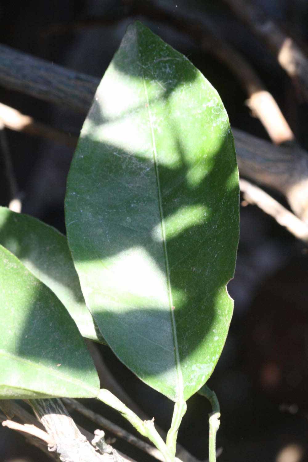              Unifoliolate leaf (Riverside, CA)       